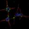 Synoviolin 1 antibody, PA5-12093, Invitrogen Antibodies, Immunofluorescence image 