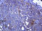 Ras Homolog Family Member J antibody, LS-C787632, Lifespan Biosciences, Immunohistochemistry frozen image 