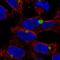 Kelch-like protein 15 antibody, PA5-64242, Invitrogen Antibodies, Immunofluorescence image 