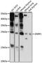 Zinc And Ring Finger 1 antibody, 16-322, ProSci, Western Blot image 