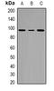 Cactin, Spliceosome C Complex Subunit antibody, orb382678, Biorbyt, Western Blot image 