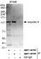 Importin 4 antibody, NBP1-46166, Novus Biologicals, Immunoprecipitation image 