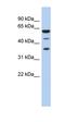 NELF-E antibody, orb324856, Biorbyt, Western Blot image 