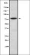 Nucleolin antibody, orb378195, Biorbyt, Western Blot image 