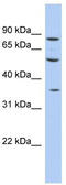 Protein FAM63A antibody, TA335967, Origene, Western Blot image 