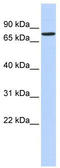 Regulatory Factor X2 antibody, TA335180, Origene, Western Blot image 