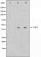 Upstream stimulatory factor 2 antibody, orb224579, Biorbyt, Western Blot image 