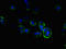 Eva-1 Homolog A, Regulator Of Programmed Cell Death antibody, orb40197, Biorbyt, Immunofluorescence image 