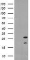 PYCARD antibody, TA800079, Origene, Western Blot image 