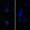 Aurora Kinase A antibody, IHC-00067, Bethyl Labs, Immunofluorescence image 