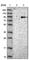 Cell cycle checkpoint protein RAD17 antibody, HPA005448, Atlas Antibodies, Western Blot image 