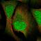 VTA1 antibody, NBP2-58305, Novus Biologicals, Immunofluorescence image 