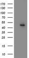 Methionyl-tRNA formyltransferase, mitochondrial antibody, TA503548, Origene, Western Blot image 