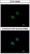 Histone acetyltransferase KAT2A antibody, GTX114428, GeneTex, Immunofluorescence image 