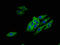 5-Hydroxytryptamine Receptor 1E antibody, LS-C395928, Lifespan Biosciences, Immunofluorescence image 
