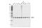 CCR4-NOT transcription complex subunit 7 antibody, 86665S, Cell Signaling Technology, Western Blot image 