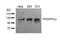 Protein Kinase D1 antibody, 79-551, ProSci, Western Blot image 