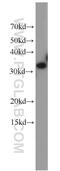 S-formylglutathione hydrolase antibody, 15244-1-AP, Proteintech Group, Western Blot image 