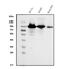 Nuclear Receptor Subfamily 3 Group C Member 1 antibody, PB9232, Boster Biological Technology, Western Blot image 