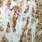 HEXIM P-TEFb Complex Subunit 1 antibody, LS-C359013, Lifespan Biosciences, Immunohistochemistry paraffin image 