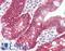 CLDN7 antibody, LS-B7590, Lifespan Biosciences, Immunohistochemistry paraffin image 
