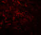 Nucleosome Assembly Protein 1 Like 5 antibody, 8147, ProSci, Immunofluorescence image 