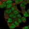 Lysine Demethylase 5C antibody, HPA046147, Atlas Antibodies, Immunofluorescence image 