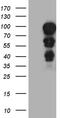 Methyl-CpG Binding Protein 2 antibody, M00047, Boster Biological Technology, Western Blot image 
