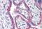 Leucine Rich Repeat Containing 1 antibody, MBS240337, MyBioSource, Immunohistochemistry paraffin image 