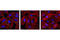 Catenin Beta 1 antibody, 4176T, Cell Signaling Technology, Immunocytochemistry image 