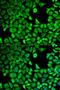 Histone Cluster 1 H2A Family Member M antibody, orb334662, Biorbyt, Immunocytochemistry image 