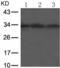 CUE Domain Containing 2 antibody, TA322189, Origene, Western Blot image 