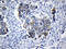 Mitochondrial Ribosomal Protein L48 antibody, LS-C795645, Lifespan Biosciences, Immunohistochemistry paraffin image 