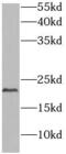 Diablo IAP-Binding Mitochondrial Protein antibody, FNab02384, FineTest, Western Blot image 
