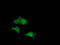 Dual Specificity Phosphatase And Pro Isomerase Domain Containing 1 antibody, TA501811, Origene, Immunofluorescence image 