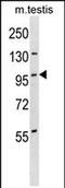 Serine/Threonine Kinase 11 Interacting Protein antibody, PA5-72073, Invitrogen Antibodies, Western Blot image 