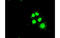 Solute Carrier Family 2 Member 5 antibody, MBS832057, MyBioSource, Immunofluorescence image 