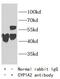 Cytochrome P450 Family 1 Subfamily A Member 2 antibody, FNab02148, FineTest, Immunoprecipitation image 