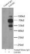 Lamin B1 antibody, FNab04683, FineTest, Immunoprecipitation image 