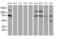 Sec1 family domain-containing protein 1 antibody, LS-C173906, Lifespan Biosciences, Western Blot image 