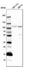 Serine/threonine-protein phosphatase 4 regulatory subunit 3B antibody, PA5-51545, Invitrogen Antibodies, Western Blot image 