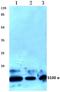S100 Calcium Binding Protein A1 antibody, AP06310PU-N, Origene, Western Blot image 