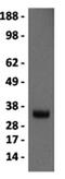 Myogenin antibody, 14-5643-80, Invitrogen Antibodies, Western Blot image 