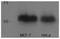 p53 antibody, TA336582, Origene, Western Blot image 