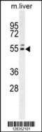 INSC Spindle Orientation Adaptor Protein antibody, 64-072, ProSci, Western Blot image 
