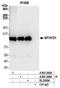 MTHFD1 antibody, A305-285A, Bethyl Labs, Immunoprecipitation image 