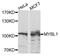MYB Proto-Oncogene Like 1 antibody, orb374258, Biorbyt, Western Blot image 