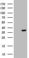 Homeobox protein Nkx-3.1 antibody, TA805105, Origene, Western Blot image 