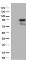 NS antibody, TA813297, Origene, Western Blot image 