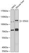 Desmoglein 3 antibody, 23-565, ProSci, Western Blot image 